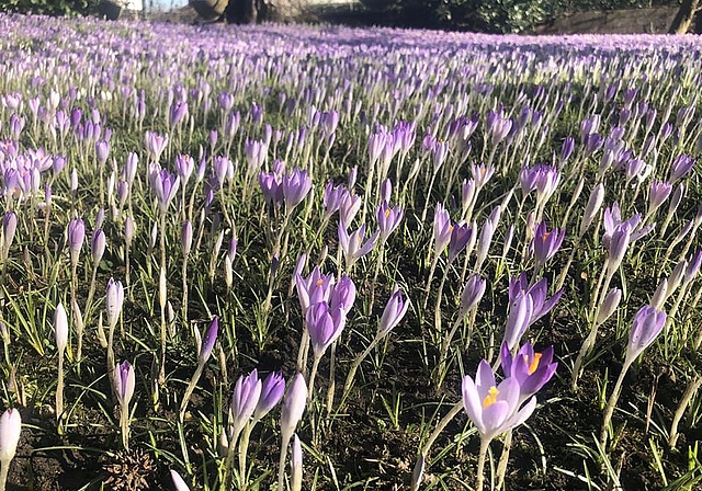 <em>Die Natur reagiert:</em> Seit Anfang Februar blüht bereits dieses Meer von Krokussen in Lenzburg. Foto: Andreas Walker