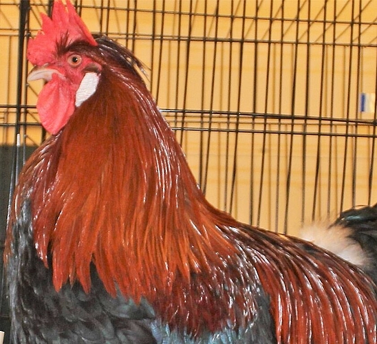 <em>Ist sich seiner Schönheit bewusst:</em> Ein stolzer Gockel an der Kleintierausstellung in Meisterschwanden. Foto: Alexander Studer <em>Ist sich seiner Schönheit bewusst:</em> Ein stolzer Gockel an der Kleintierausstellung in Meisterschwanden. Foto: Alexander Studer
