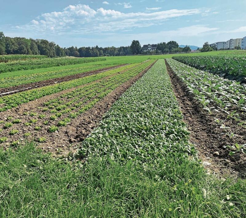 Gemüsegarten: Auf die ALA23 hin ist fast alles erntebereit.Foto: Hanny Dorer