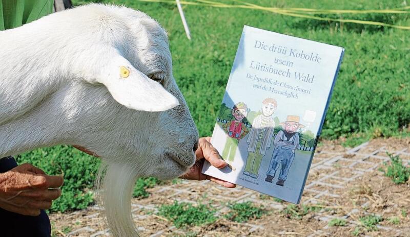 Wirft einen Blick aufs Buch: Ziege Blanca spielt im Buch die Rolle ihres Lebens.Foto: Romi Schmid