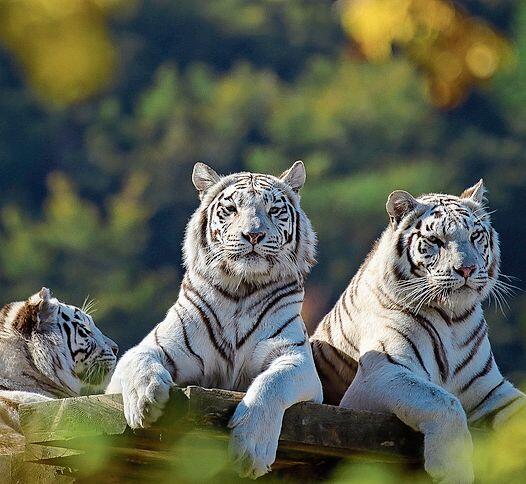 Die Bengalischen Tiger Elvira, Elsa und Emma. Sie gehören zu Timos Highlights. Foto: Timo Iseli