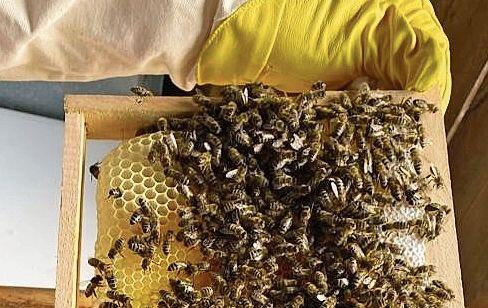 Eine Brutwabe aus dem Brutraum: Das sehen Imker gerne – gesunde Bienen.Foto: zvg