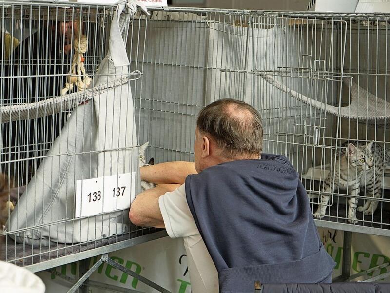 Die meiste Zeit verbrachten die Katzen in ihren Käfigen: Dabei wurden sie stets von ihren zweibeinigen Begleitern betreut.Foto: Romi Schmid