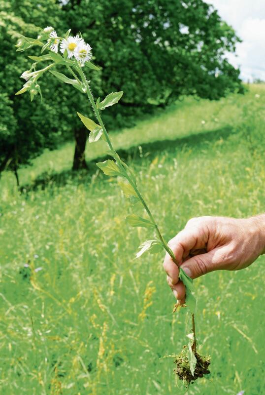 In voller Blüte: Das Übel mitsamt der Wurzel ausreissen.Foto: Romi Schmid