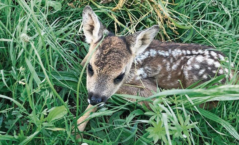 Hohes Gras als Unterschlupf: Tagsüber werden die Rehkitze von den Eltern in einer Wiese versteckt.Foto: zvg