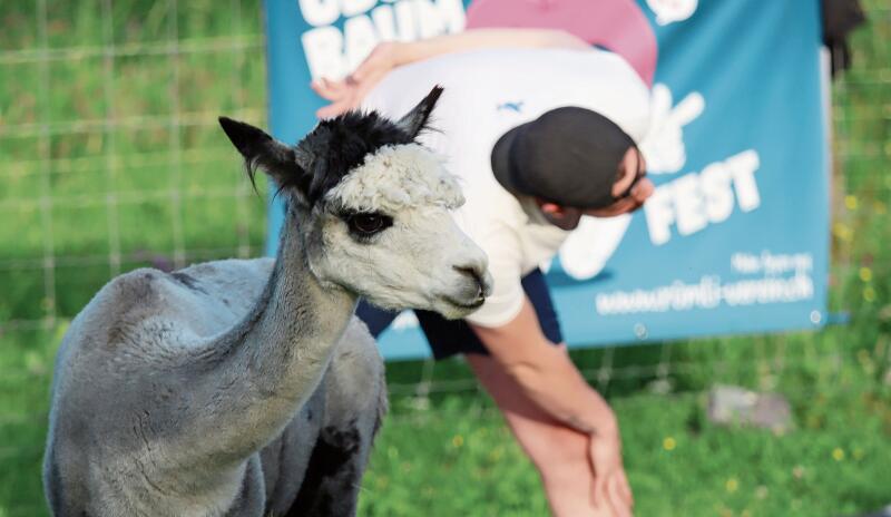 Unter Beobachtung: Ob sich die Alpakas wundern, was die Menschen da tun?Foto: Romi Schmid