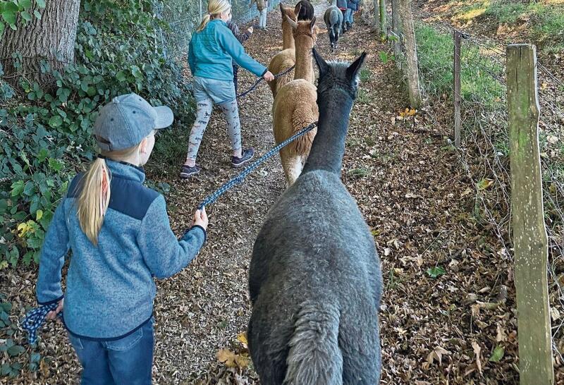 Beliebt: Der Kurs «Alpaka ausführen» ist begehrt.Foto: zvg