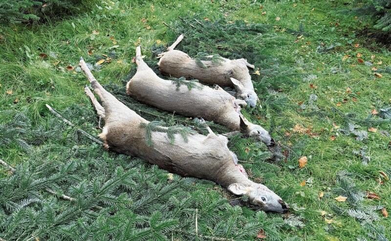 Der Jagdverein Lenzburg Birch-Lind ist zufrieden mit dem Ergebnis der Gesellschaftsjagd.Foto: zvg