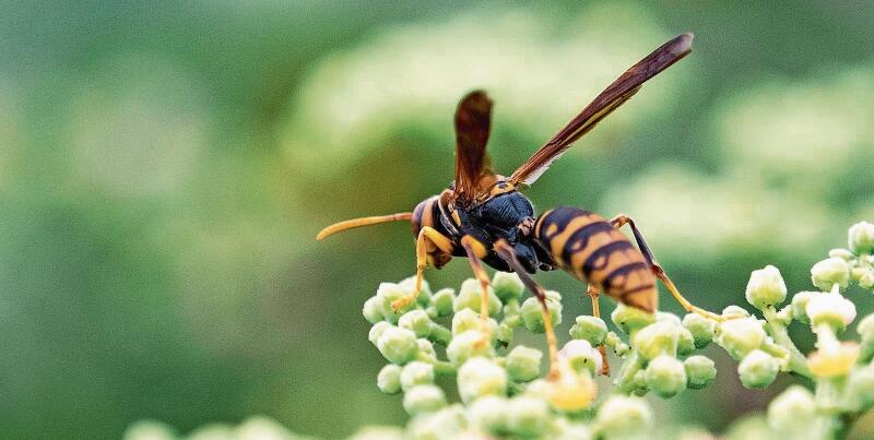 Die Asiatische Hornisse gilt es zu bekämpfen, denn sie ist invasiv.Foto:  zvg