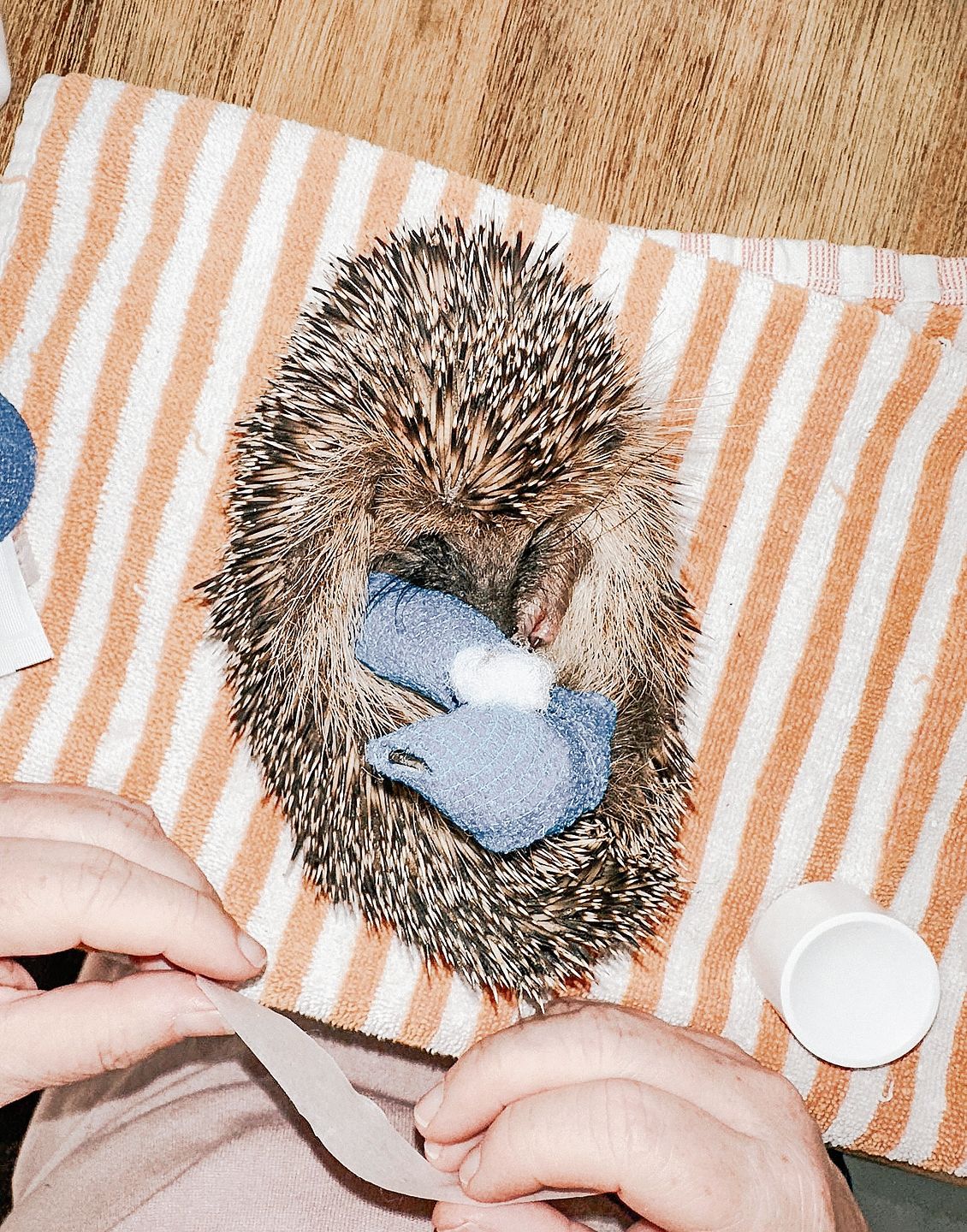 Igel Karla kam unterernährt und dehydriert auf die Igelstation der Igelhilfe Mittelland.Foto: zvg