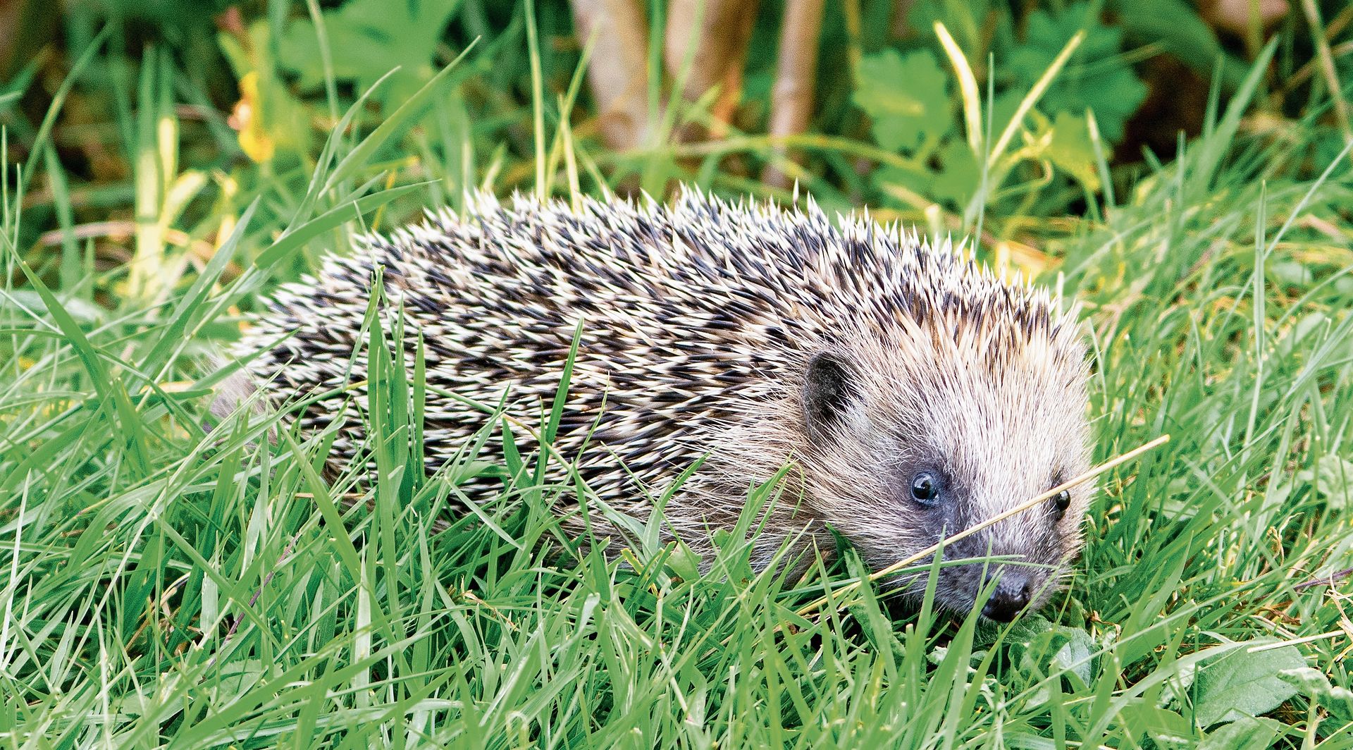 Der  Stachelritter gerät im Siedlungsraum zunehmend unter Druck.Foto: zvg 