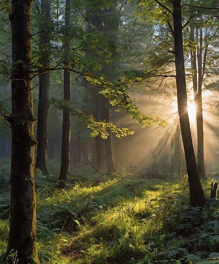 Im Wald lässt sich gut abschalten. Foto: zvg Im Wald lässt sich gut abschalten. Foto: zvg