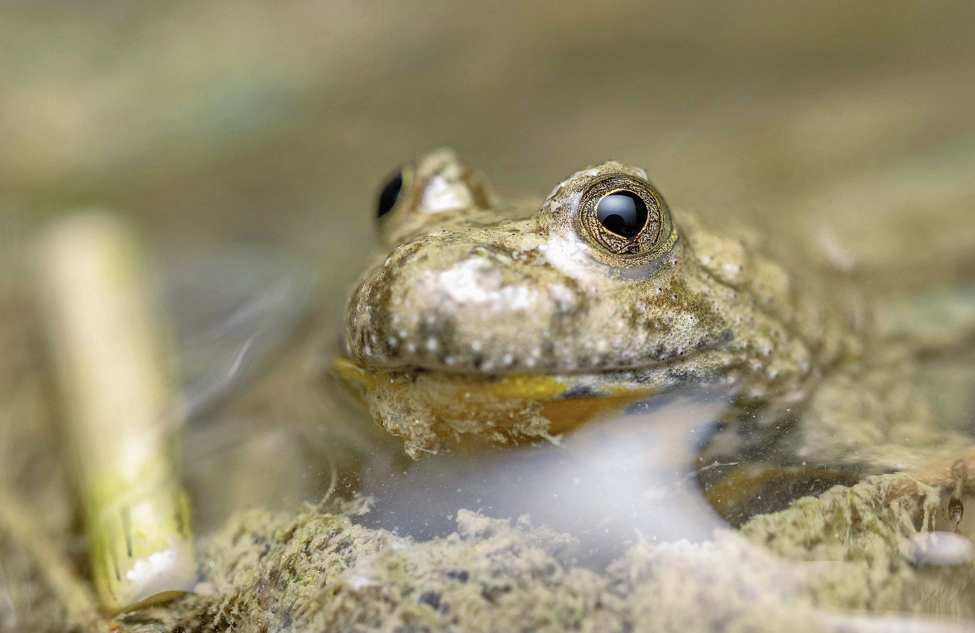 Klein, aber auffällig: Die Gelbbauchunke.Foto: zvg 