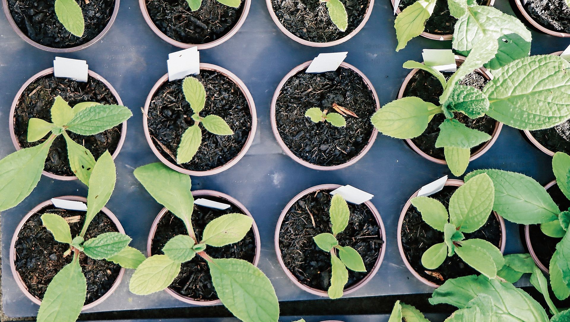 Blick von oben: In Reih und Glied.Foto: Romi Schmid 