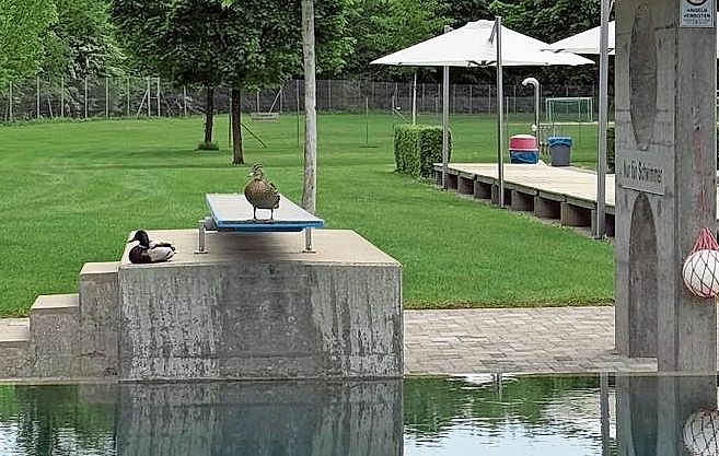 Das gefiederte Liebespaar der Lenzburger Badi: Die beiden erscheinen jedes Jahr und lassen es sich in Lenzburg gut gehen. Brisant: Sie halten sich jedoch nicht an die Öffnungszeiten. Foto: zvg
