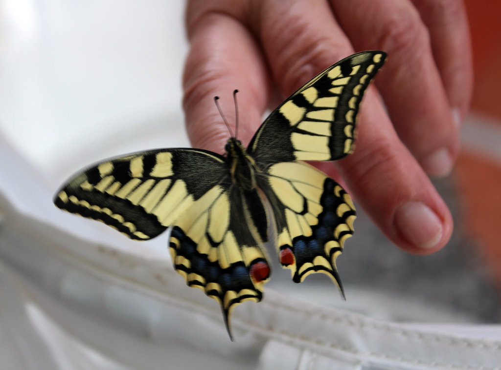 Bereit zum Fliegen: Ein Schwalbenschwanz auf den Fingern von Züchterin Trudi Sommer aus Egliswil. Foto: zvg
