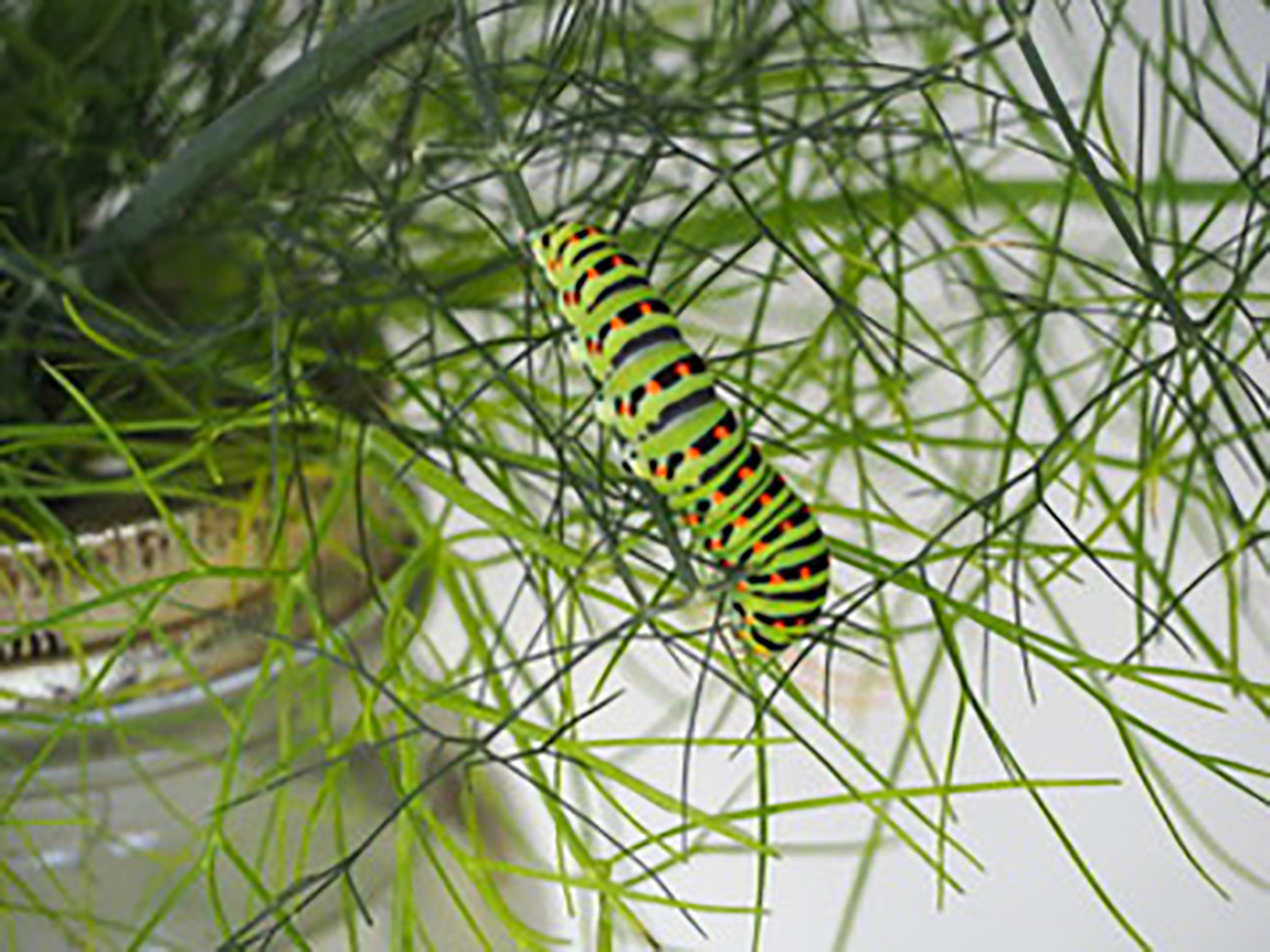 Fenchel als Basis: Eine Schwalbenschwanz-Raupe. Foto: zvg