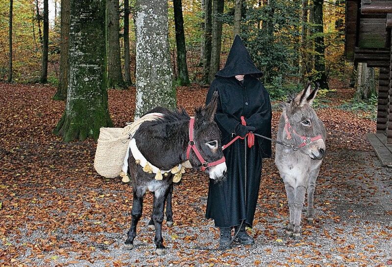 Bleiben heuer wohl im Stall: Die Esel, sonst jeweils treue Begleiter des Samichlaus. Foto: Archiv/zvg