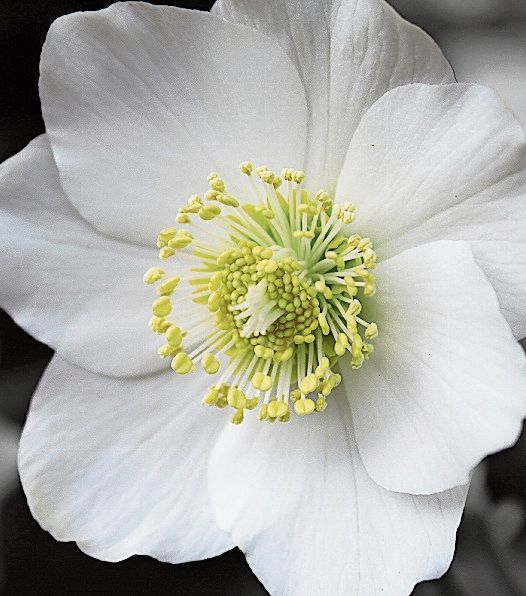 Macht lang Freude: Christrose. Foto: ada