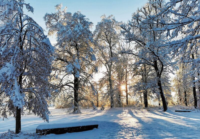 Zauberhaftes Winterkleid: Bäume im Schloss-Hallwyl-Park im Gegenlicht. Foto: Fritz Thut
