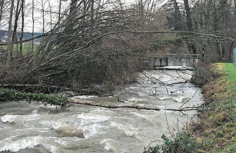 Schaden erst nach Schmelze sichtbar: Vom Schnee niedergedrückte Bäume am Aabach. Foto: Andreas Walker
