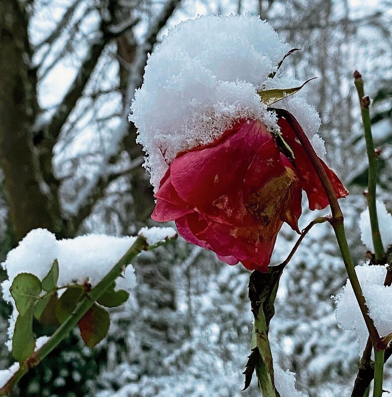 Kam diesen Winter früh und blieb länger liegen: Der Schnee, hier auf einer Rose in Hallwil. Foto: Andreas Walker
