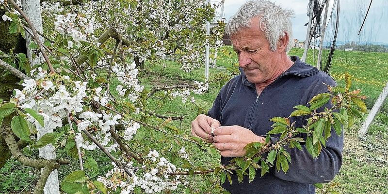 Frostschäden in den letzten Jahren leider nicht aussergewöhnlich: Der Hallwiler Landwirt Hansruedi Urech inspiziert die Kirschblüten seiner Bäume. Foto: Andreas Walker
