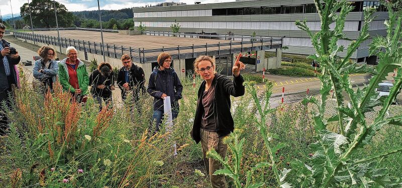 Auf verschiedene Pflanzenarten hingewiesen: Exkursionsleiterin Anita Weder auf dem Rundgang beim Neubau der Firma Bertschi AG in Dürrenäsch.Fotos: Fritz Thut
