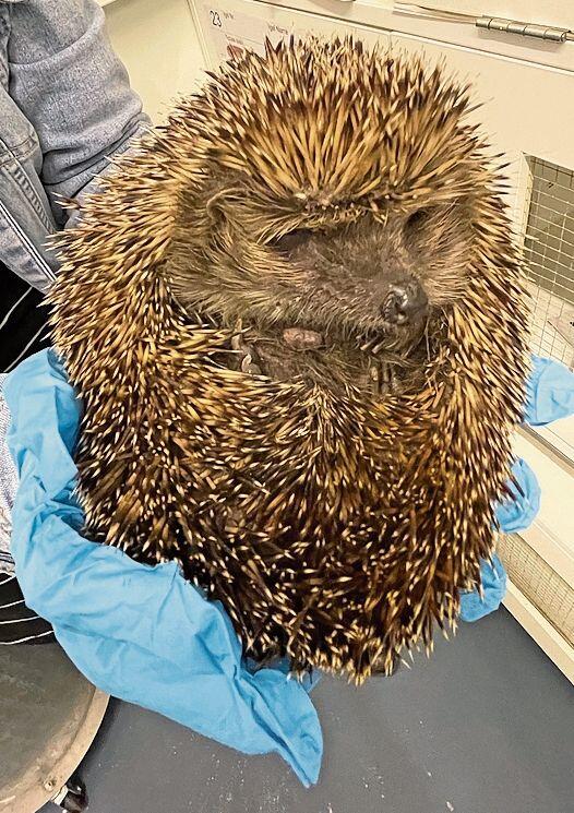 Stachelig: Igel aus der Box. Foto: Andreas Walker
