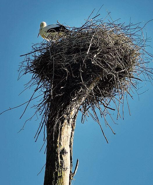 Er hat die Übersicht: Der Storch hat sein Nest auf einem hohen Stamm gebaut. Foto: Fritz Thut
