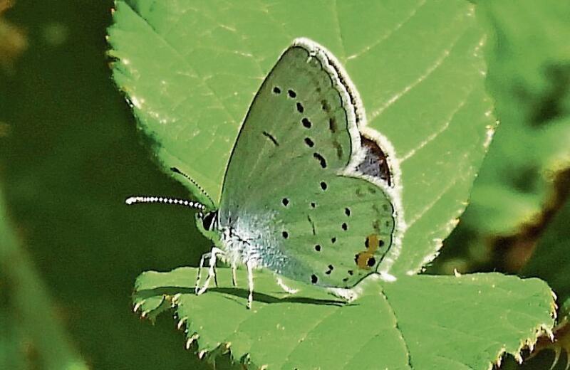 Liebt die Wärme: Kurzschwänziger Bläuling. Foto: Claude Müller
