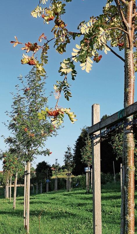 Rund und gesund: Die Früchte der Vogelbeerbäume sind wahre Vitaminbomben. Foto: Romi Schmid