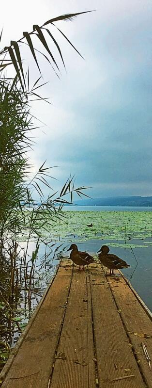 2. Preis: Enten am Hallwilersee von Katarzyna Lelito aus Lenzburg.
