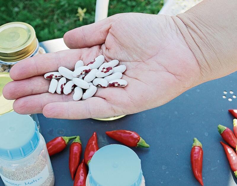 Aus eigener Ernte: Die weissen Monstranzbohnen tragen eine auffällige Zeichnung. Foto: Romi Schmid