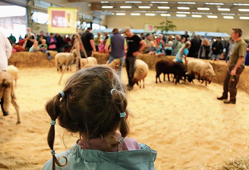 Manege frei: In der Stroharena wurden seltene Tierrassen präsentiert. Foto:  Romi Schmid
