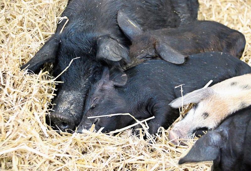 Schwein gehabt: Das schwarze Alpenschwein ist seit 2019 im Bestand der ProSpecieRara. Foto:  Romi Schmid