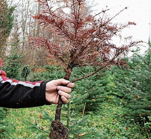 Verdorrt: Der Hitzesommer hat besonders jungen Bäumchen zugesetzt. Foto: Romi Schmid