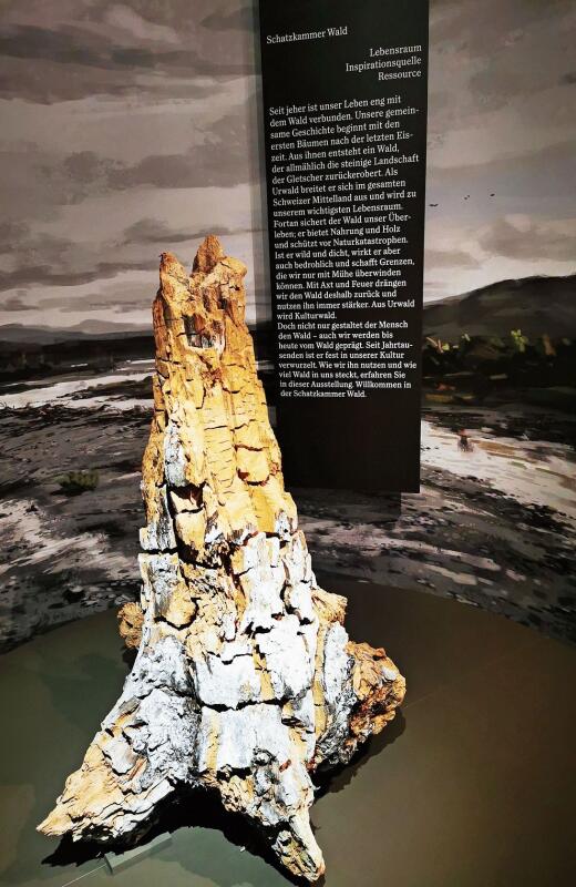 Blickfang im Eingangsbereich: Einer der ältesten Bäume der Schweiz, ein 13 000 Jahre alter Strunk, gefunden in einer Schlammlawine am Üetliberg. 
