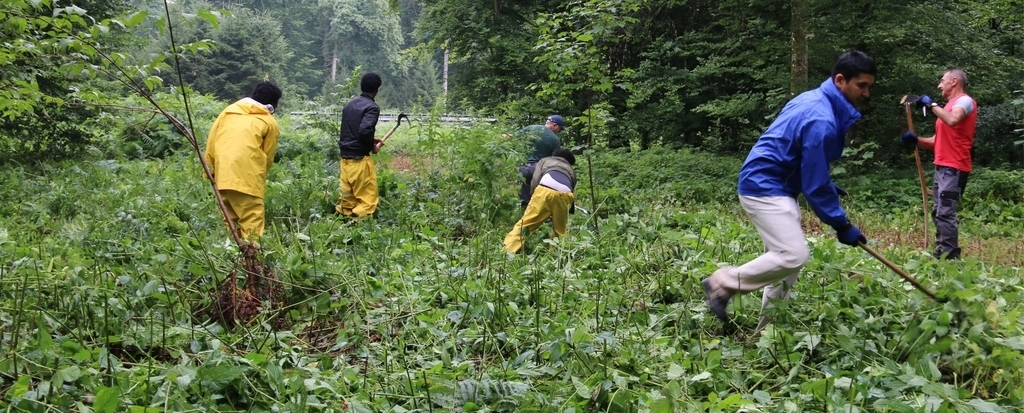 Asylbewerber gegen Neophyten: Dank einem Projekt der Forstdienste Lenzia dürfen junge, arbeitswillige Asylbewerber anpacken. Betreut werden sie durch Mitarbeiter der Forstdienste.Fotos: Melanie Solloso
