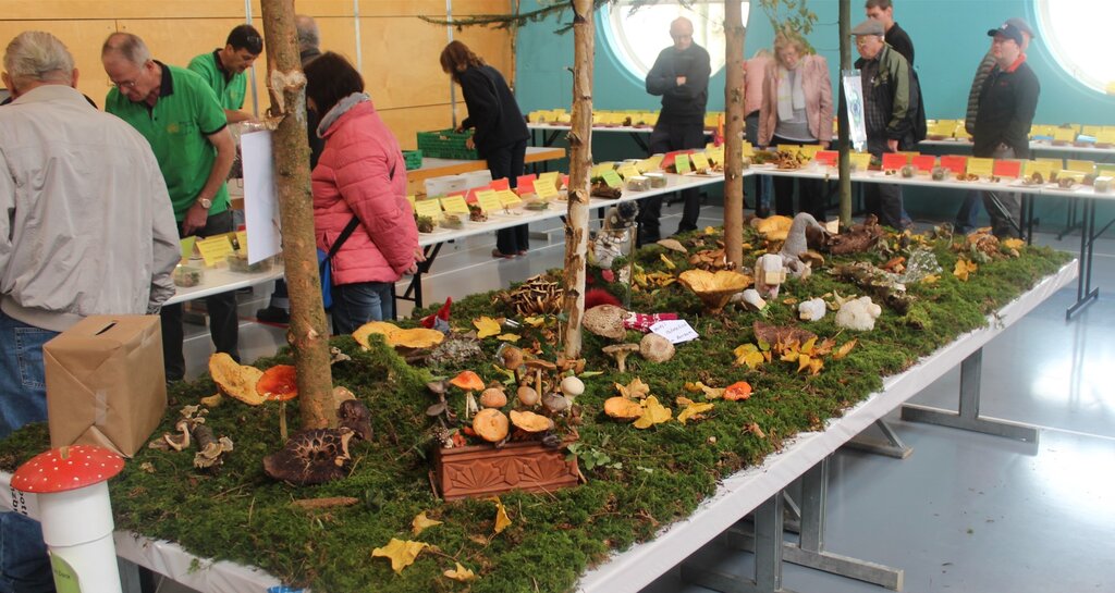 Grosse Vielfalt: Pilzausstellung des Pilzvereins Seetal in der Meisterschwander Mehrzweckhalle. Foto: Alexander Studer Grosse Vielfalt: Pilzausstellung des Pilzvereins Seetal in der Meisterschwander Mehrzweckhalle. Foto: Alexander Studer