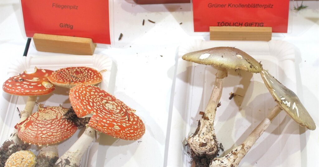 Schön, aber nur zum Ansehen: Giftpilze sind rot angeschrieben. Foto: ASt Schön, aber nur zum Ansehen: Giftpilze sind rot angeschrieben. Foto: ASt