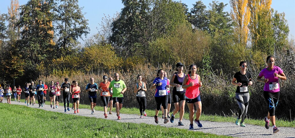 Unterwegs bei strahlendem Herbstwetter: Impression vom Hallwilerseelauf 2017. Foto: swiss-image.ch/Andy Mettler