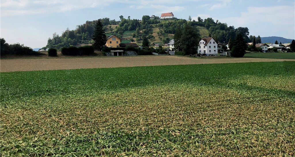 <em>Zuckerrüben Staufen:</em> Der Niederschlagsmangel war ein Problem für die landwirtschaftlichen Kulturen, die zum Teil verdorrten.
