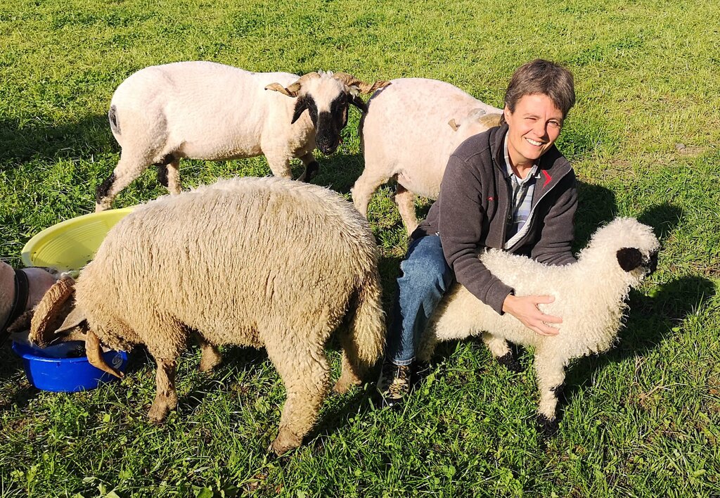 <em>Auf dem künftigen Pachtland:</em> Die ehemalige Leiterin des Berufsbildungszentrums Niederlenz, Brigitte Vogel, mit ihren Walliser Schwarznasenschafen auf dem Areal Altfeld. Fotos: Fritz Thut
