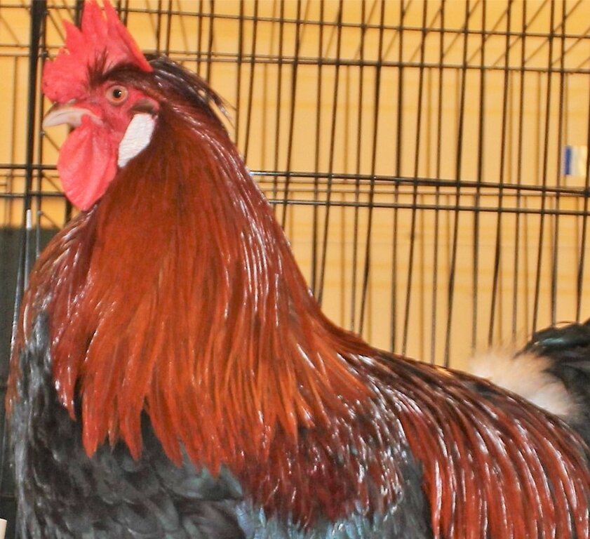 <em>Ist sich seiner Schönheit bewusst:</em> Ein stolzer Gockel an der Kleintierausstellung in Meisterschwanden. Foto: Alexander Studer