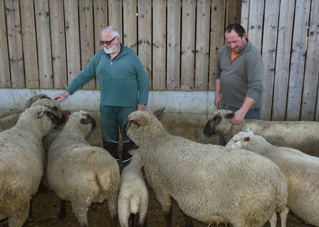 <em>Ein eingespieltes Vater-Sohn-Gespann:</em> Hansruedi und Ruedi Brunner erwarten am Samstag wieder rund 500 Tiere und viel Publikum zur Schafschur. Fotos: Andreas Walker
