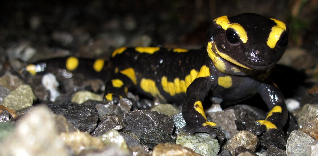 <em>Sind vor allem in der Nacht aktiv:</em> Ein in Hallwil lebender Feuersalamander. Foto: Andreas Walker
