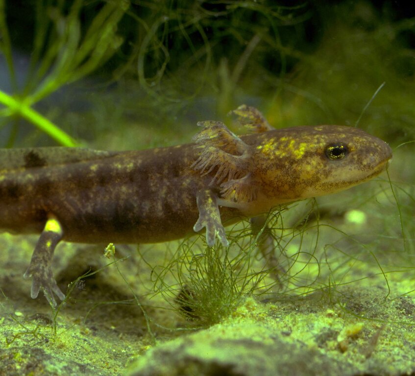 <em>Die typische Zeichnung erscheint erst später:</em> Die Larve eines Feuersalamanders im Wasser. Foto: Kurt Grossenbacher